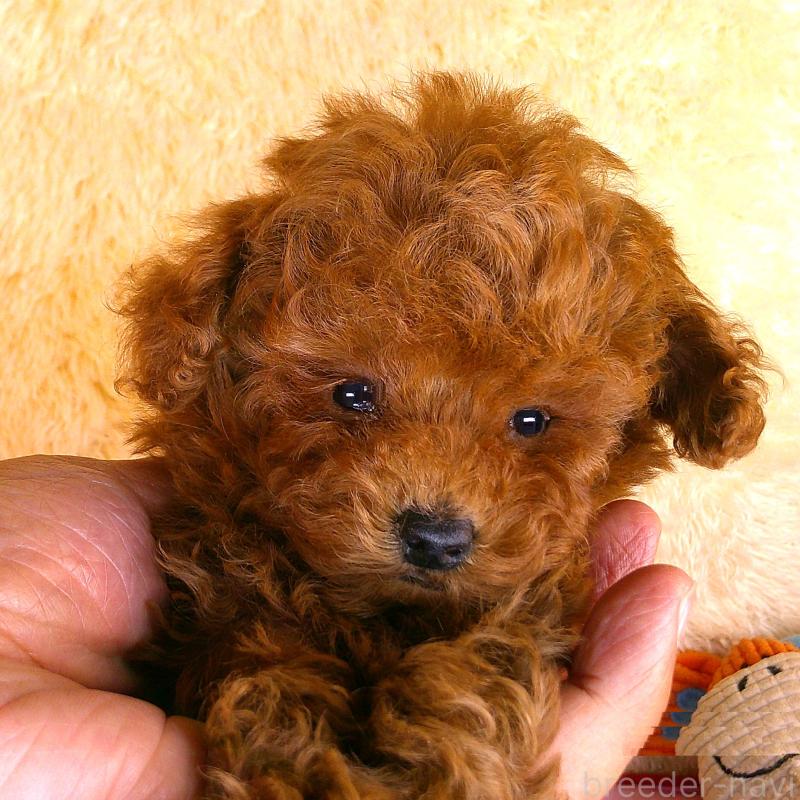 販売中の茨城県のトイプードル-421685の3枚目