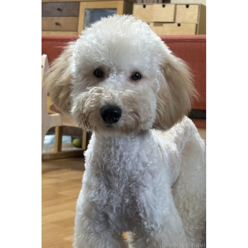 販売中の東京都のミディアムプードル-386787