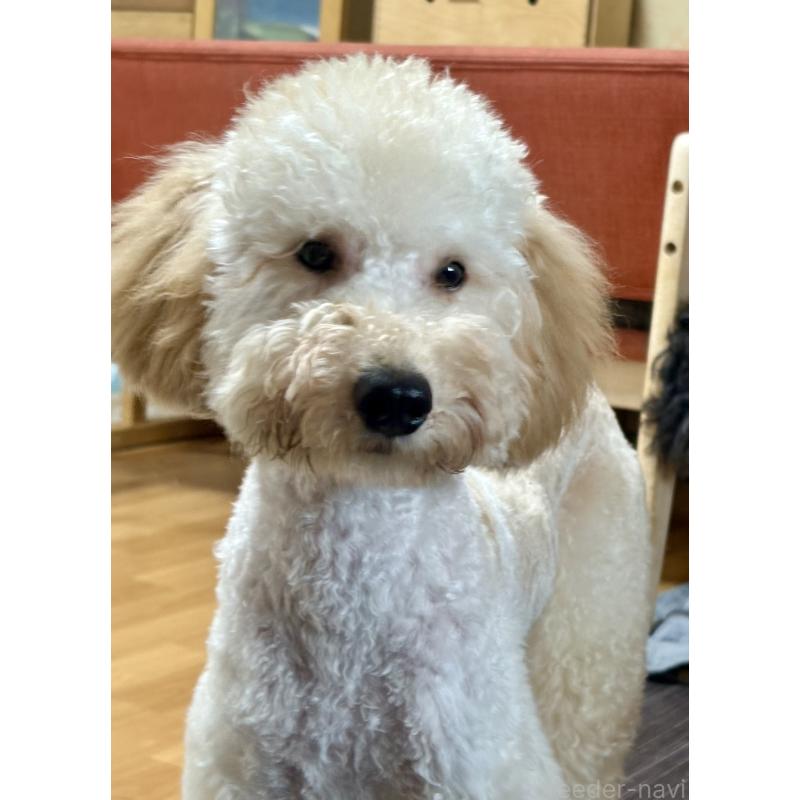 商談中の東京都のミディアムプードル-386787の3枚目
