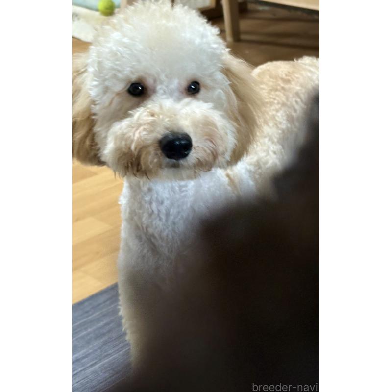 商談中の東京都のミディアムプードル-386787の2枚目