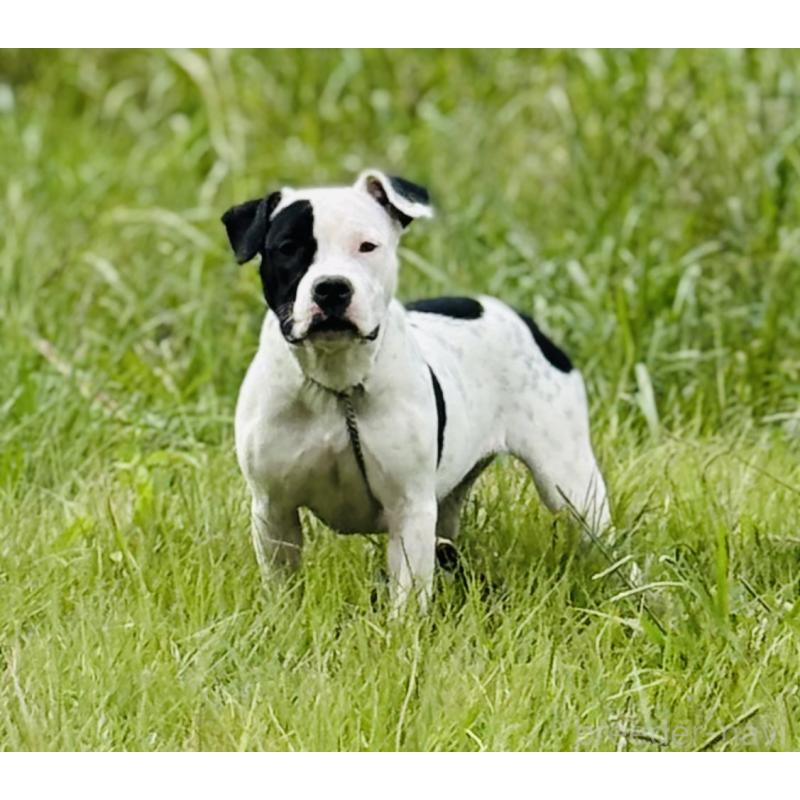 販売中の神奈川県のアメリカンピットブルテリア-413858の3枚目