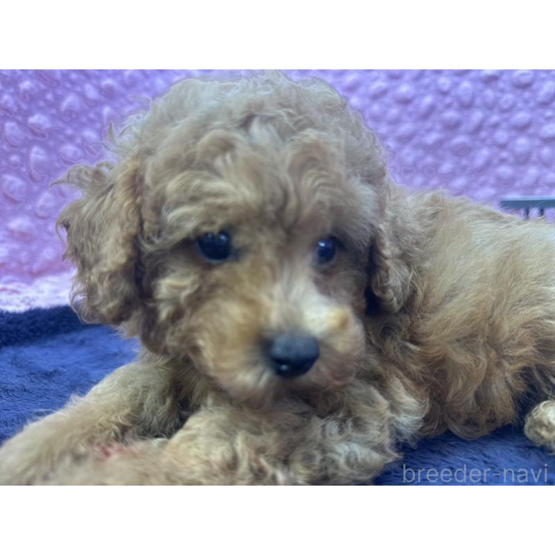 成約済の茨城県のトイプードル-418916の13枚目