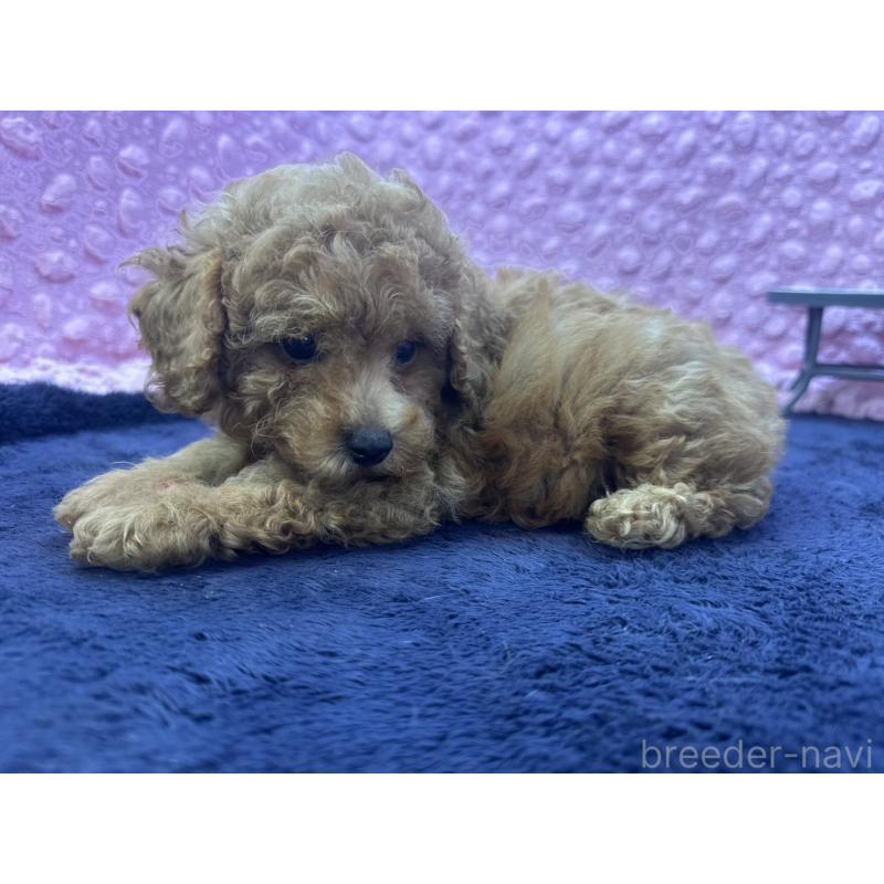 成約済の茨城県のトイプードル-418916の12枚目