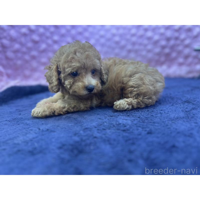 成約済の茨城県のトイプードル-418916の11枚目