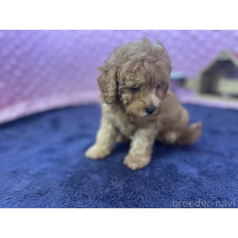 成約済の茨城県のトイプードル-418916の10枚目