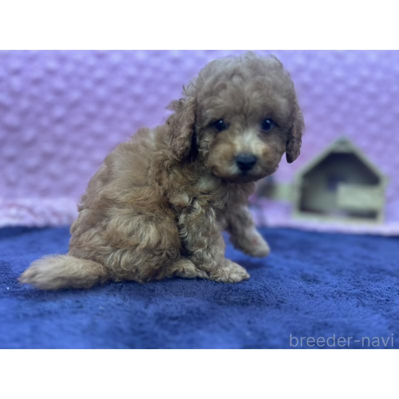 成約済の茨城県のトイプードル-418916の9枚目