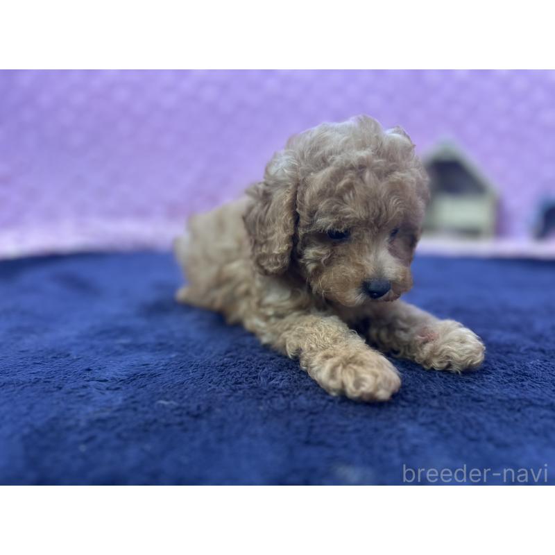 成約済の茨城県のトイプードル-418916の8枚目