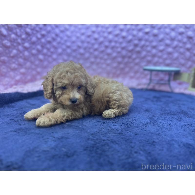 成約済の茨城県のトイプードル-418916の7枚目