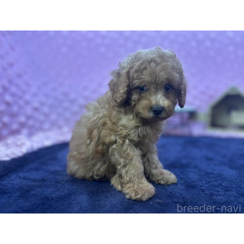 成約済の茨城県のトイプードル-418916の6枚目