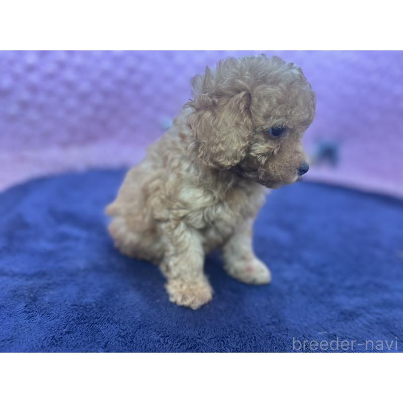 成約済の茨城県のトイプードル-418916の5枚目