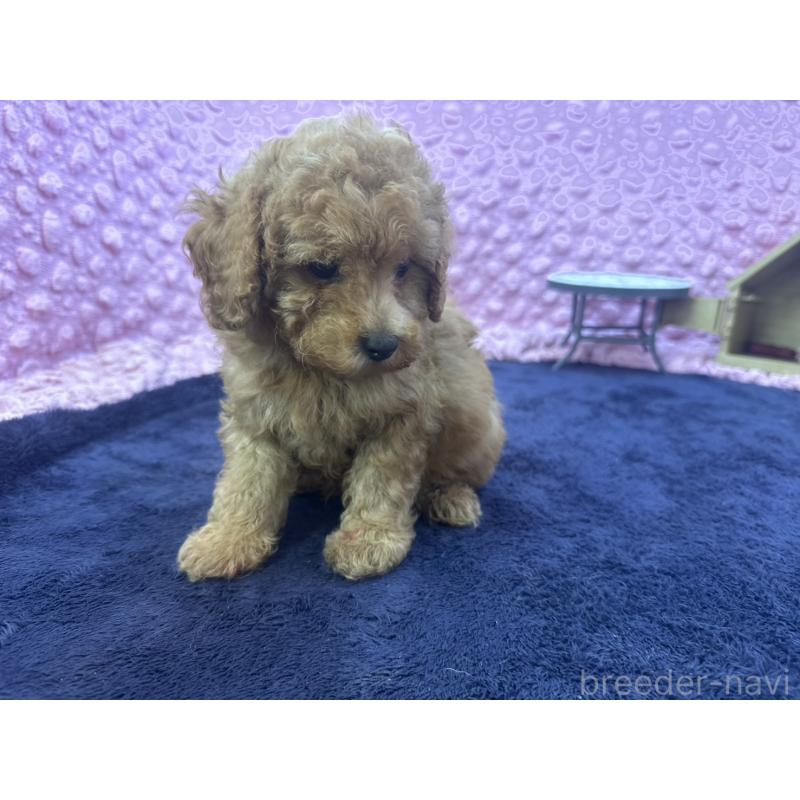 成約済の茨城県のトイプードル-418916の4枚目