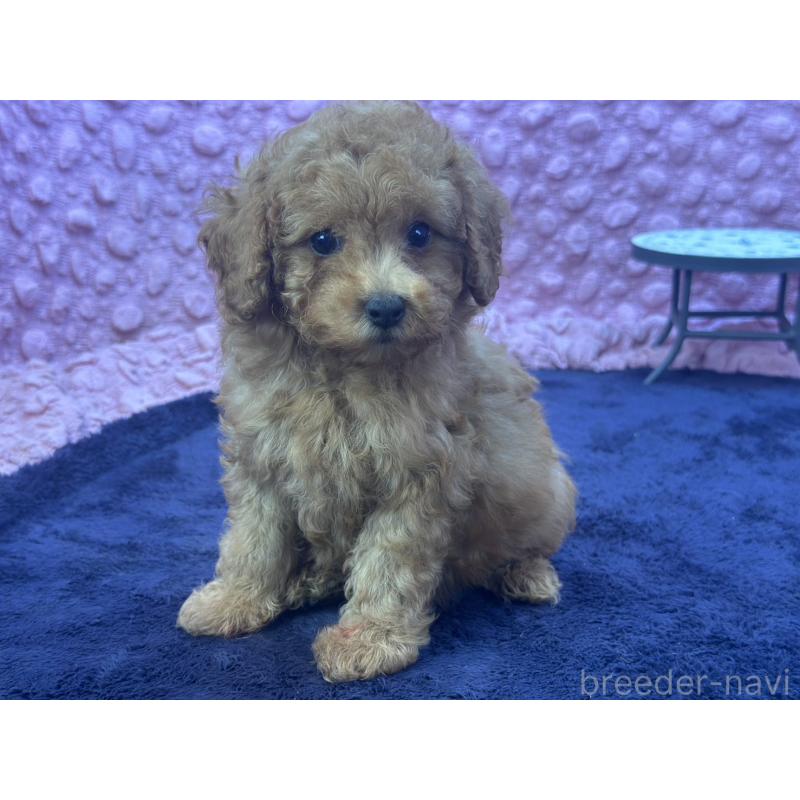 成約済の茨城県のトイプードル-418916の3枚目