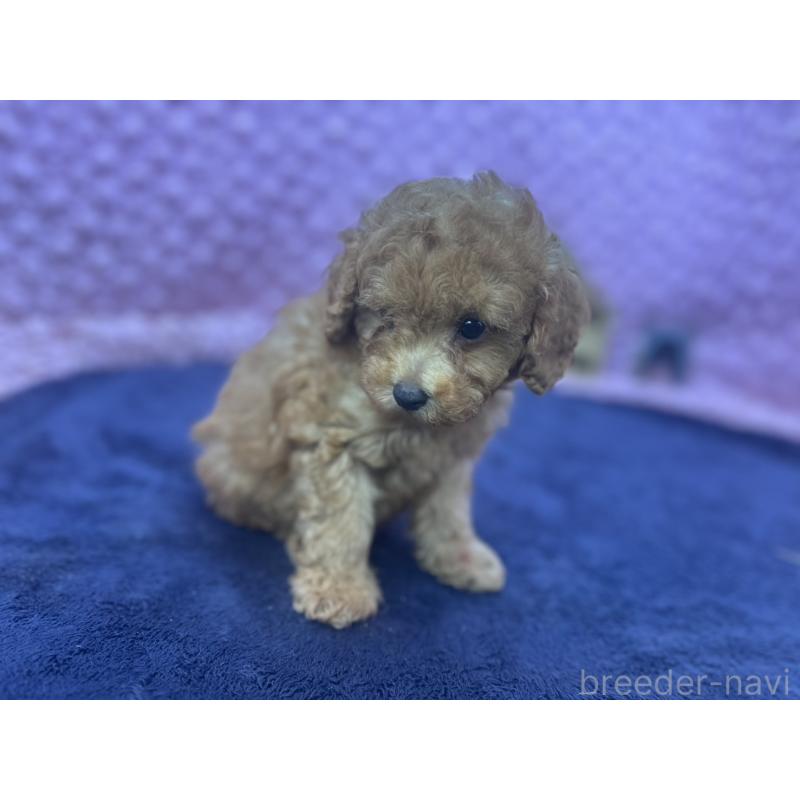 成約済の茨城県のトイプードル-418916の2枚目