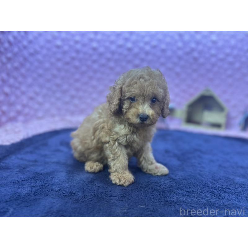 成約済の茨城県のトイプードル-418916の1枚目