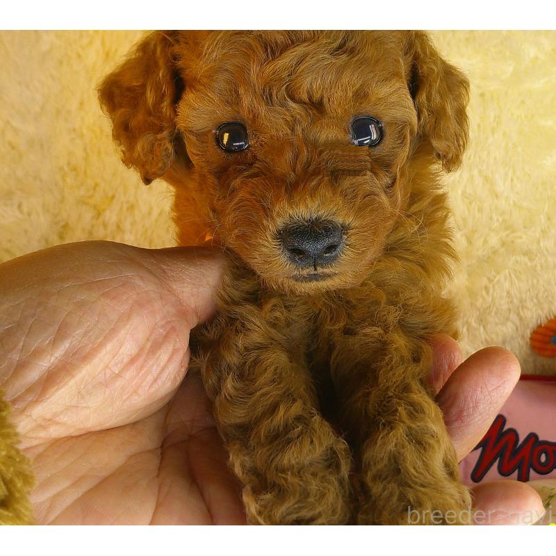 販売中の茨城県のトイプードル-421687の3枚目