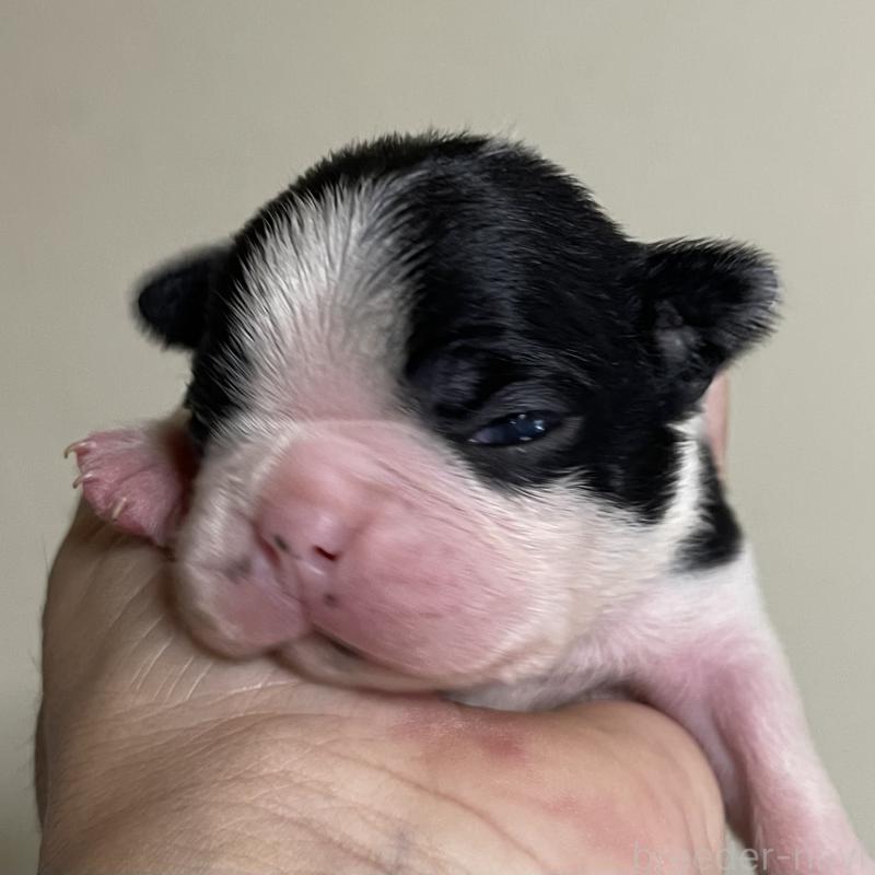 販売中の岡山県のボストンテリア-420310