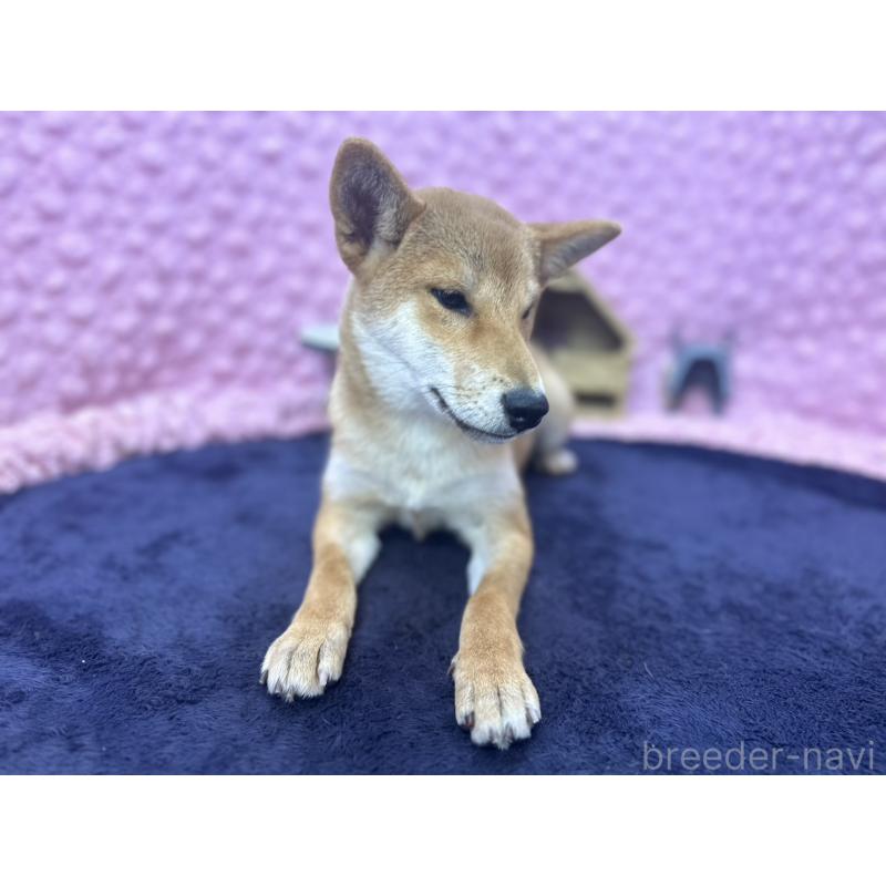 販売中の茨城県の柴犬-416130の11枚目