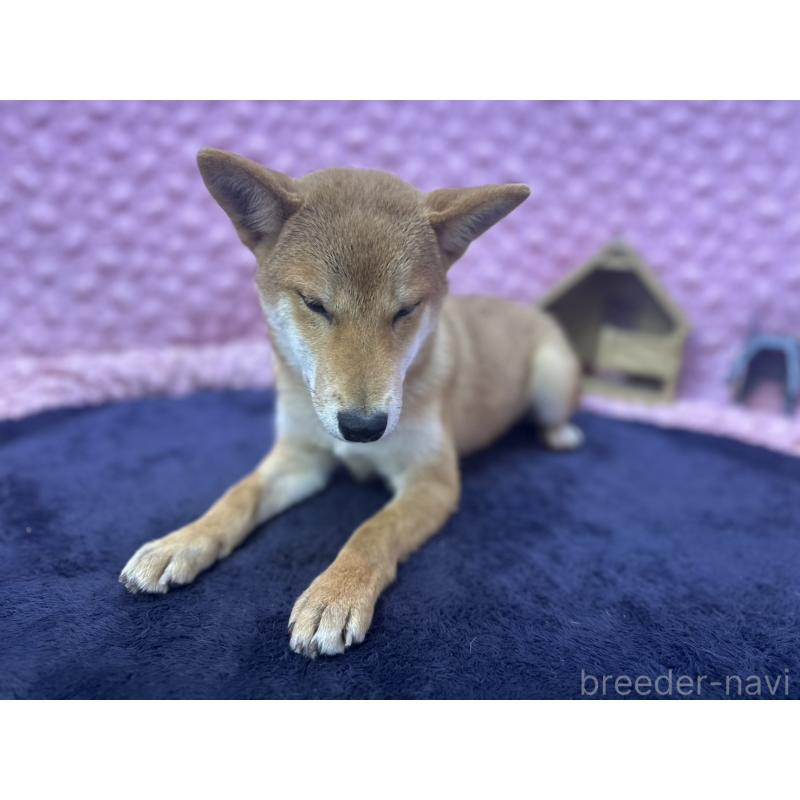 販売中の茨城県の柴犬-416130の10枚目