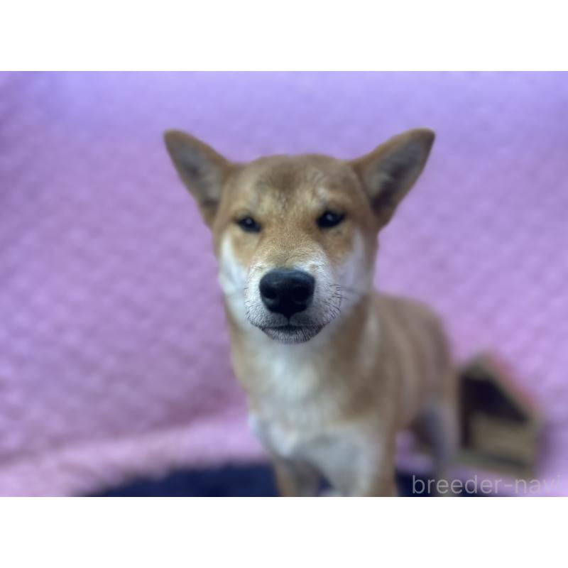 販売中の茨城県の柴犬-416130