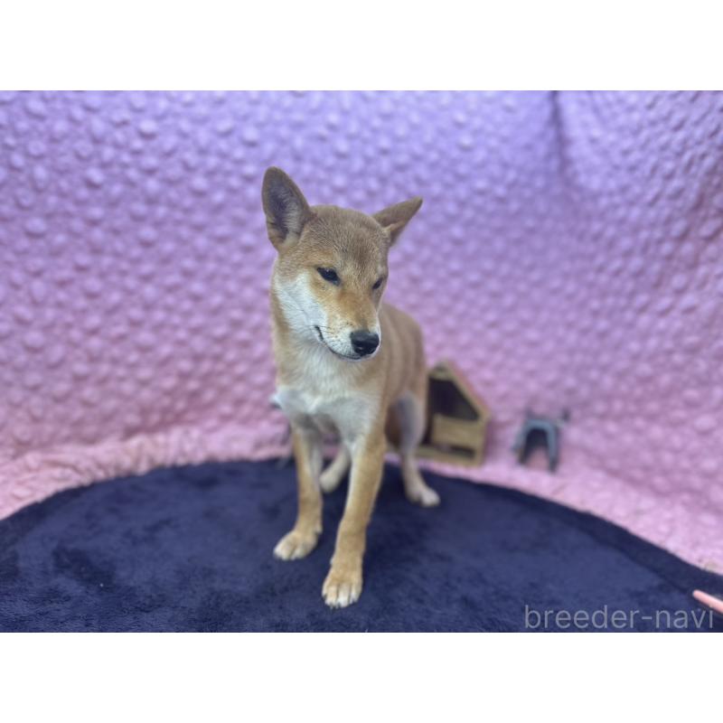 販売中の茨城県の柴犬-416130の9枚目