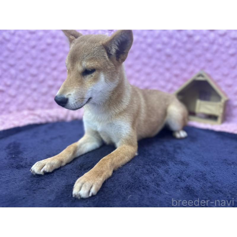 販売中の茨城県の柴犬-416130の7枚目