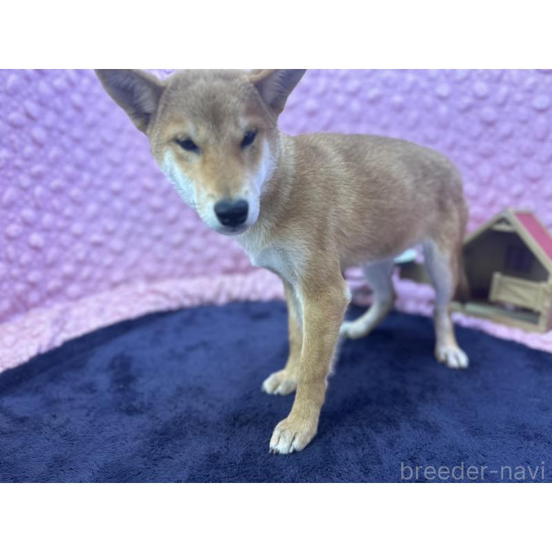 販売中の茨城県の柴犬-416130の4枚目