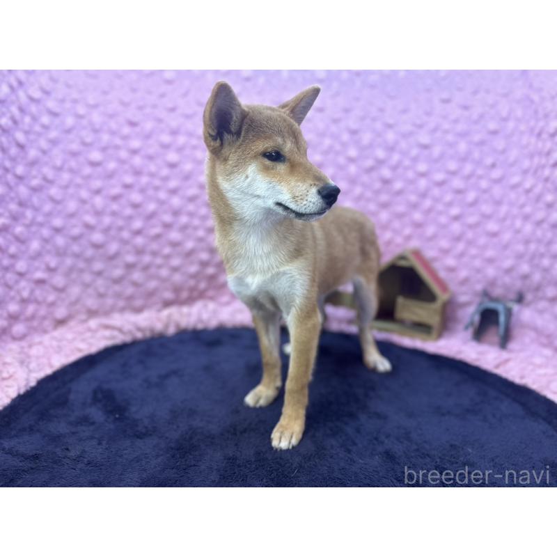 販売中の茨城県の柴犬-416130の3枚目