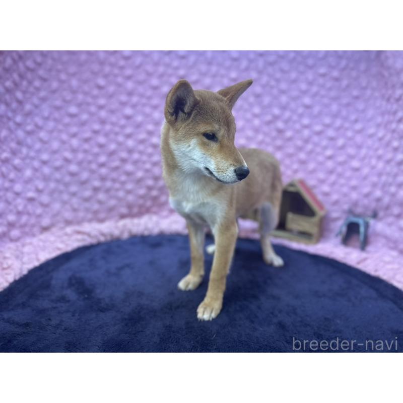 販売中の茨城県の柴犬-416130の2枚目