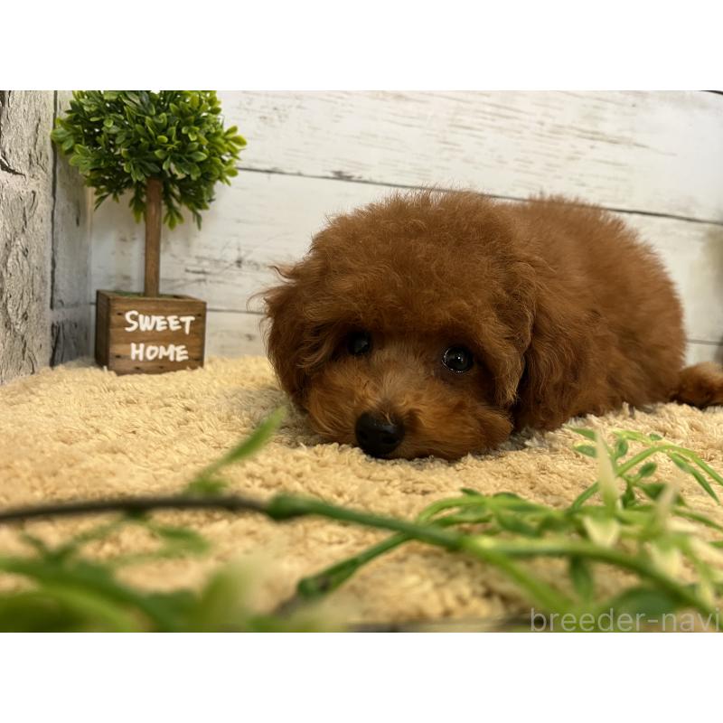 商談中の福岡県のトイプードル-415235の4枚目