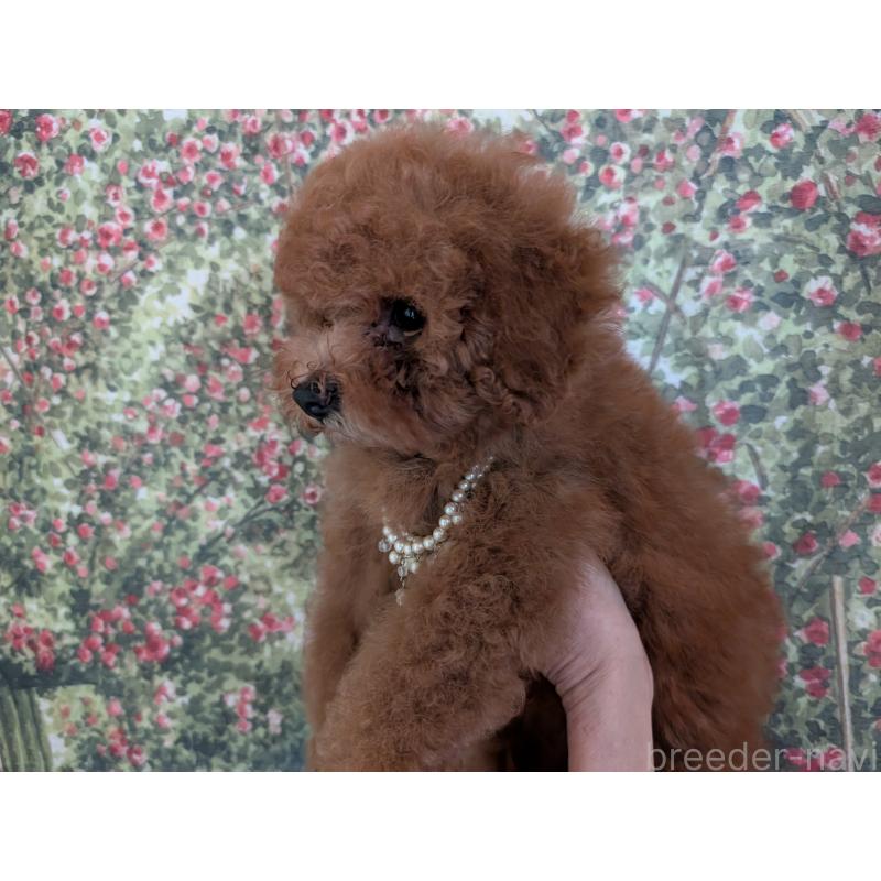 販売中の東京都のトイプードル-413305の3枚目