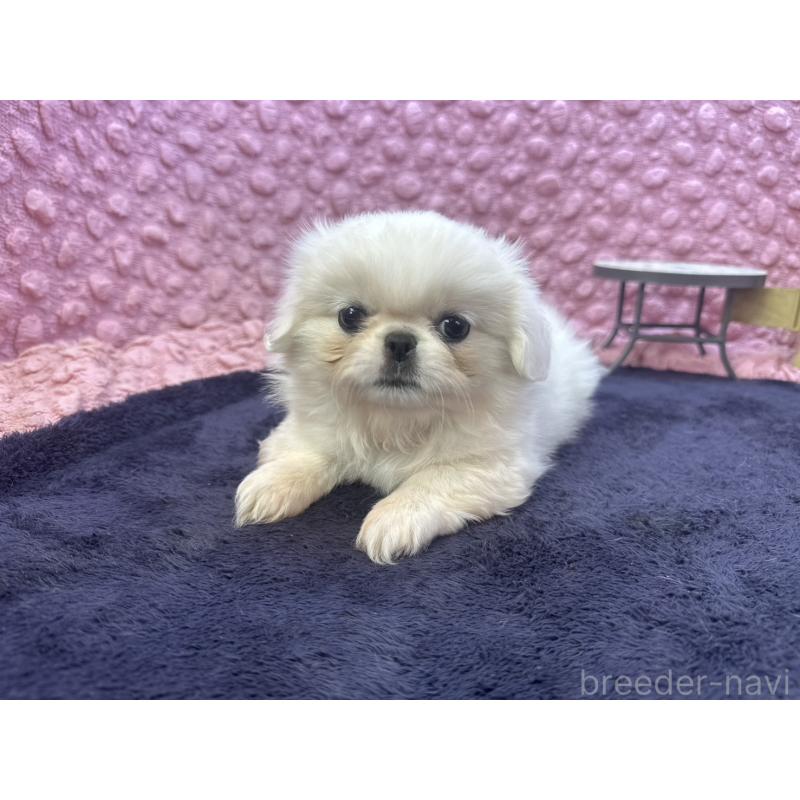 販売中の茨城県のペキニーズ-418357