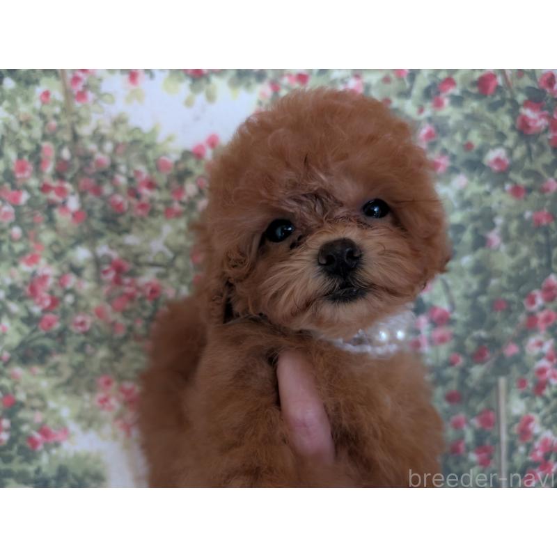 販売中の東京都のタイニープードル-413314の3枚目