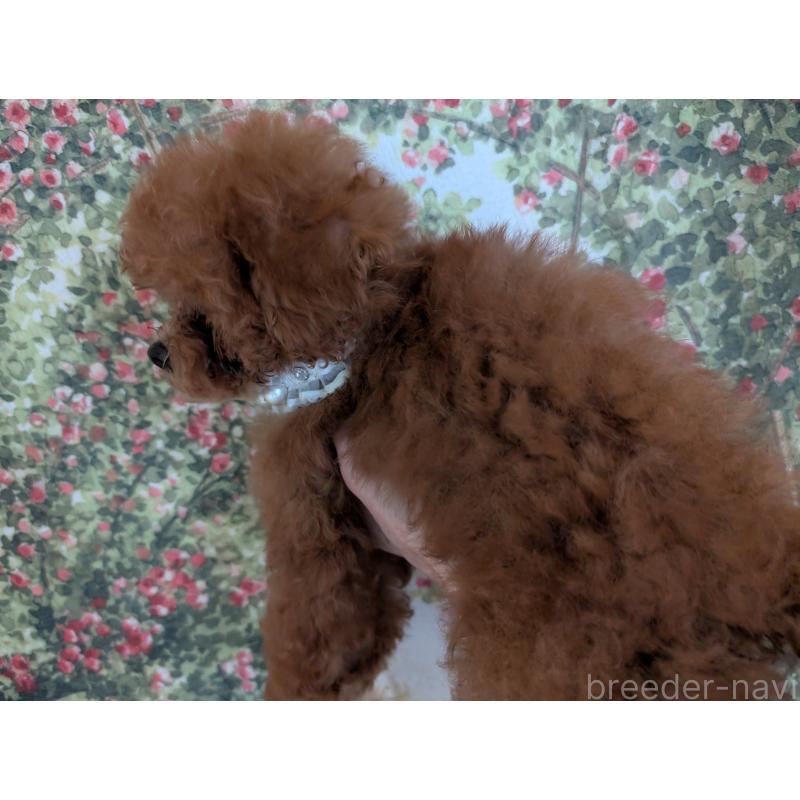 販売中の東京都のタイニープードル-413314の2枚目