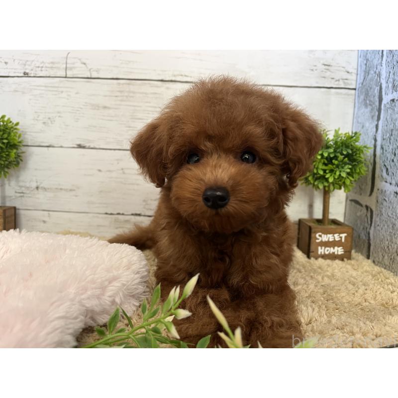 販売中の福岡県のトイプードル-415243の7枚目