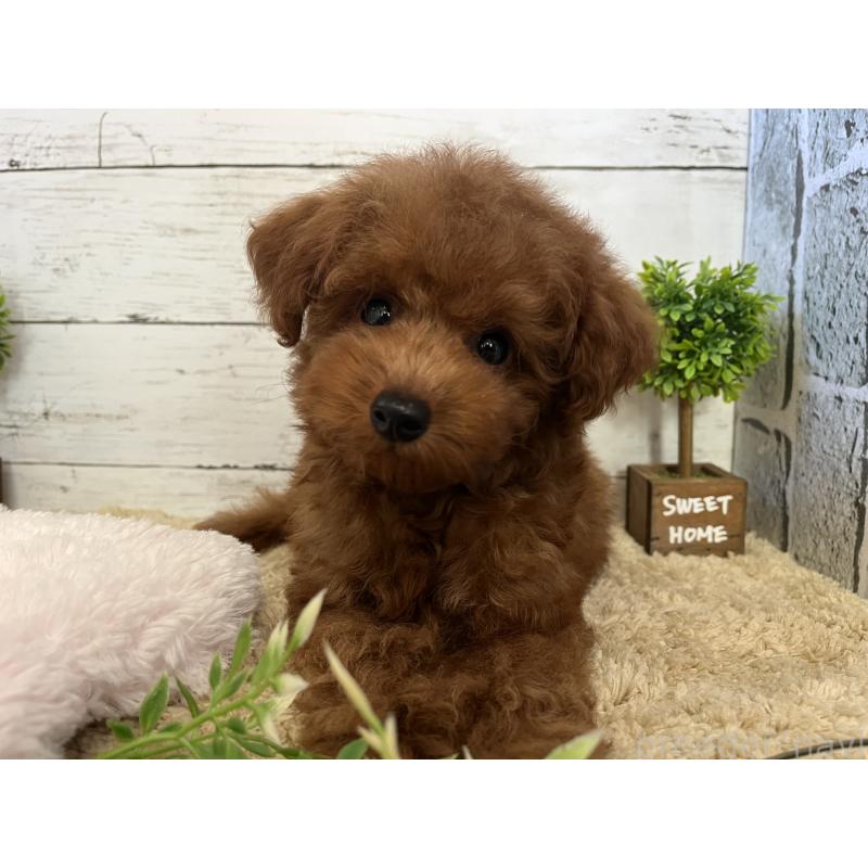 販売中の福岡県のトイプードル-415243の6枚目