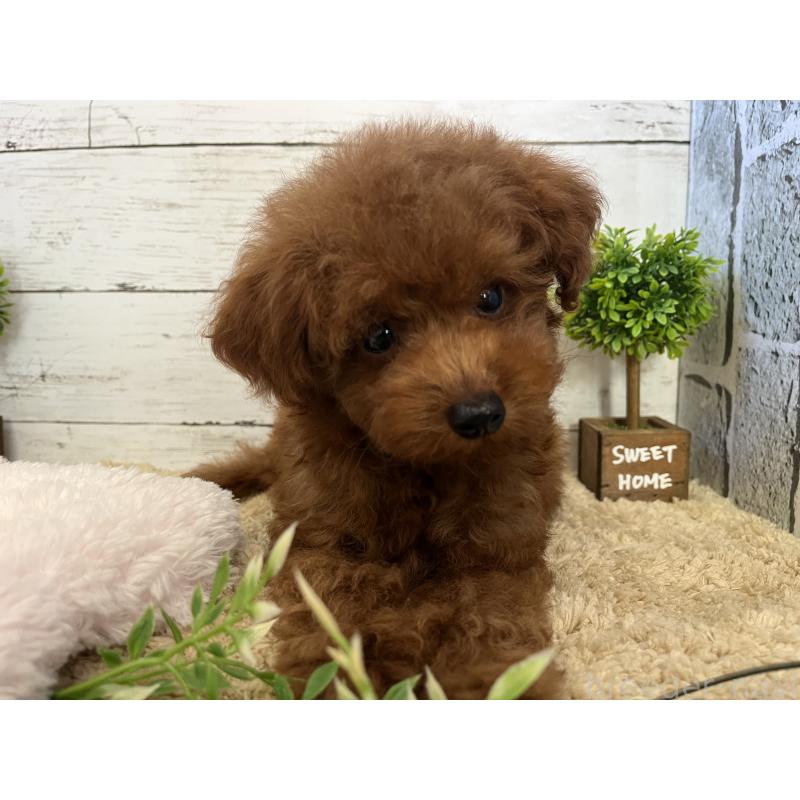 販売中の福岡県のトイプードル-415243の5枚目