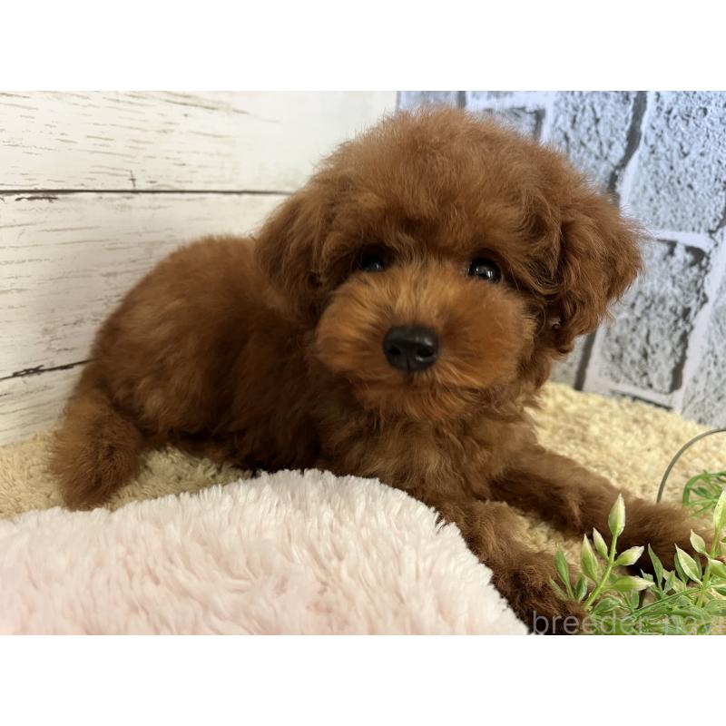 販売中の福岡県のトイプードル-415243の4枚目