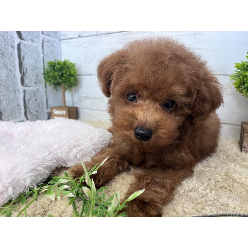 販売中の福岡県のトイプードル-415243の3枚目