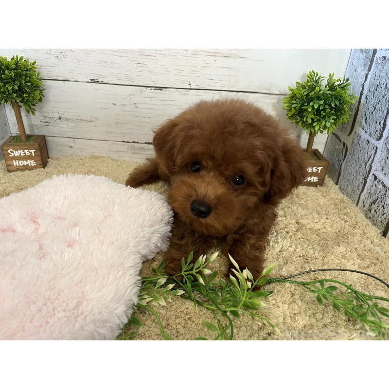 販売中の福岡県のトイプードル-415243の2枚目