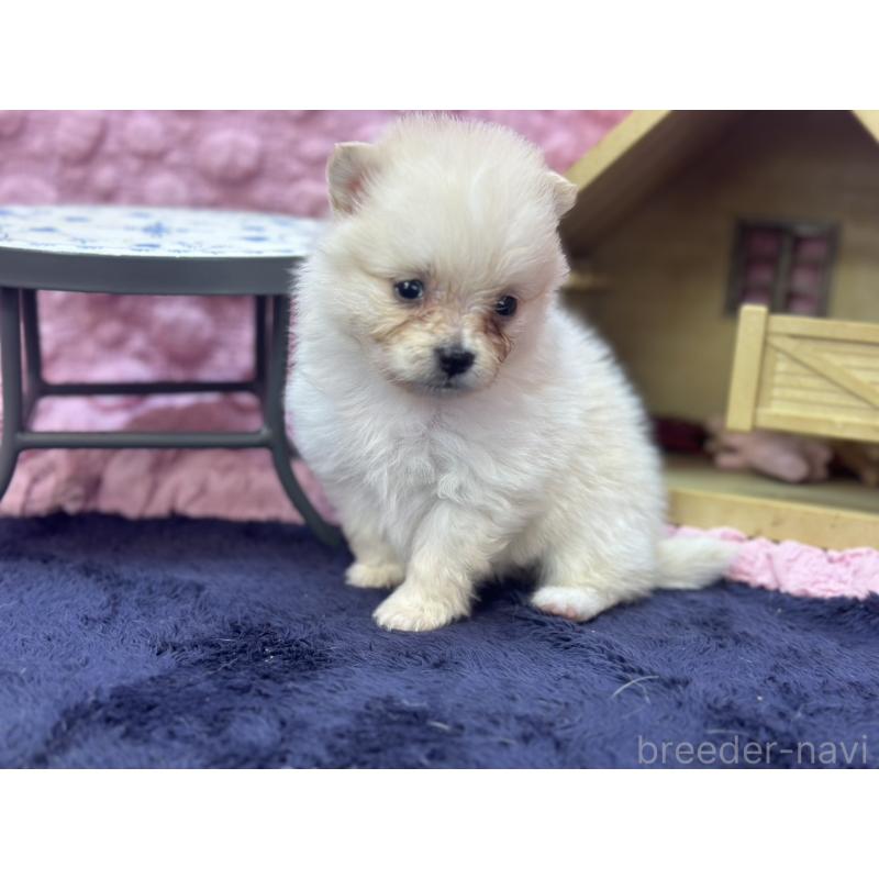 販売中の茨城県のポメラニアン-421688の13枚目