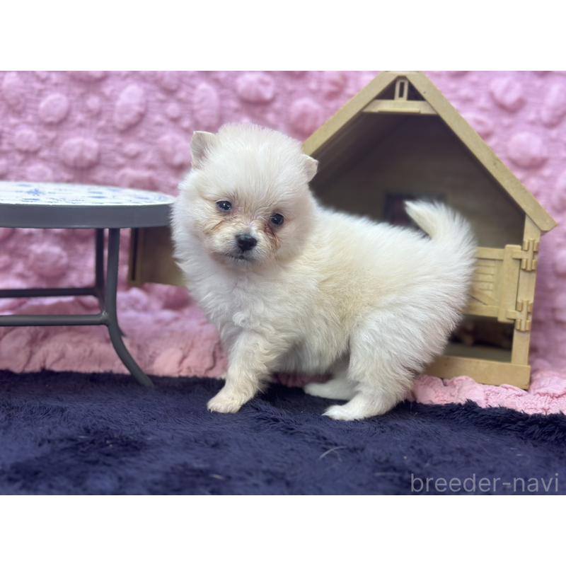 販売中の茨城県のポメラニアン-421688の12枚目