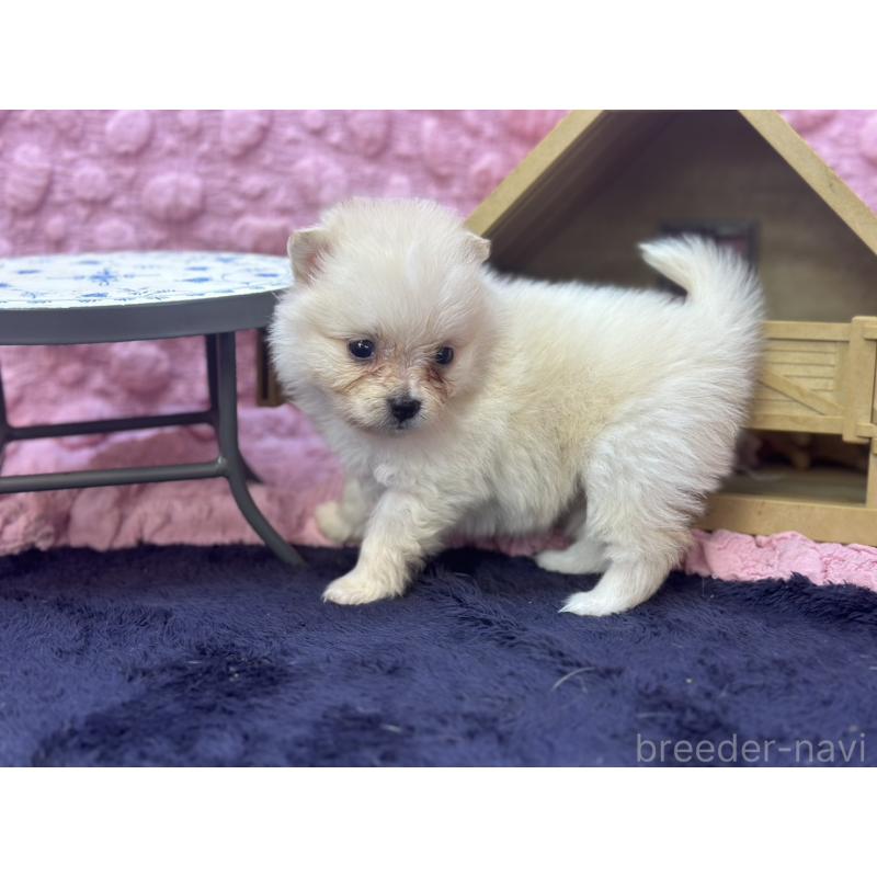 販売中の茨城県のポメラニアン-421688の11枚目