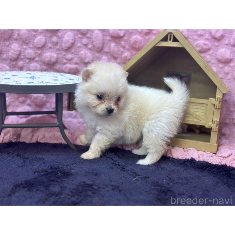 販売中の茨城県のポメラニアン-421688の10枚目