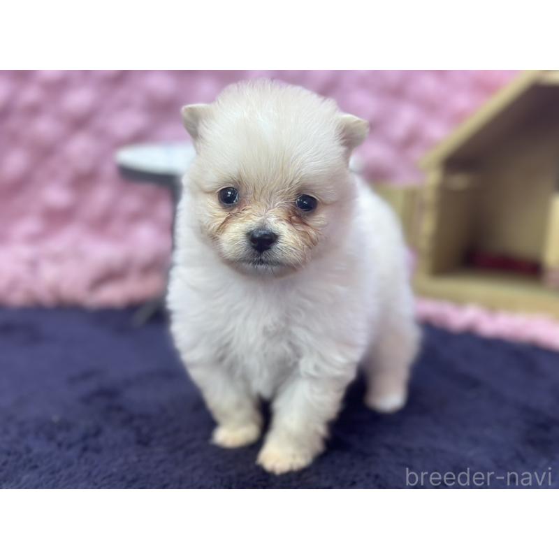 販売中の茨城県のポメラニアン-421688の1枚目