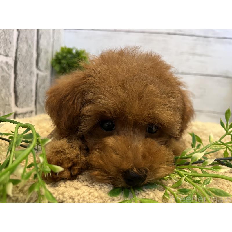 販売中の福岡県のトイプードル-415751の7枚目