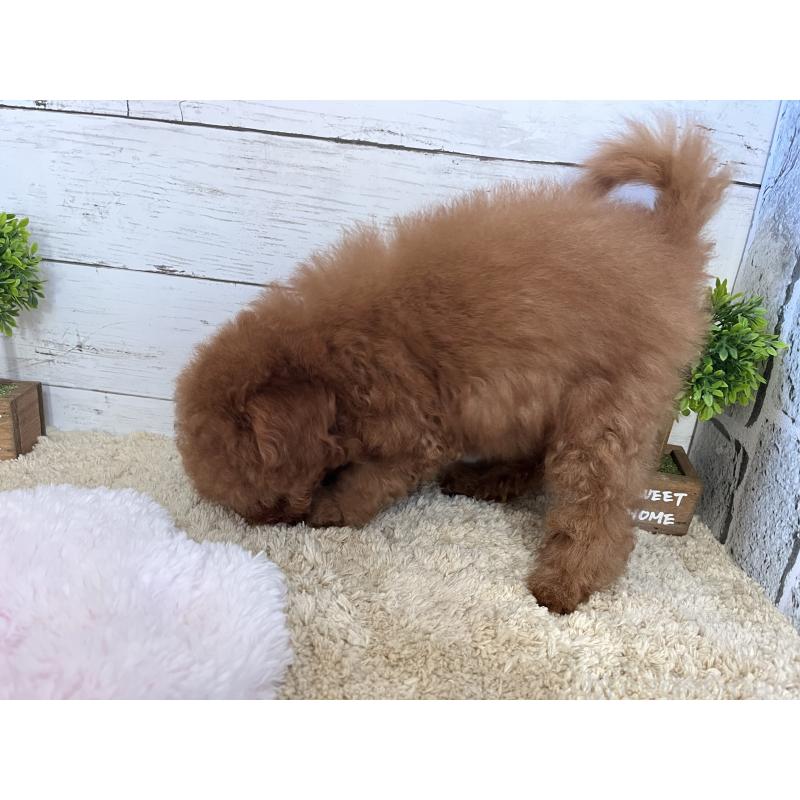 販売中の福岡県のトイプードル-415751の6枚目