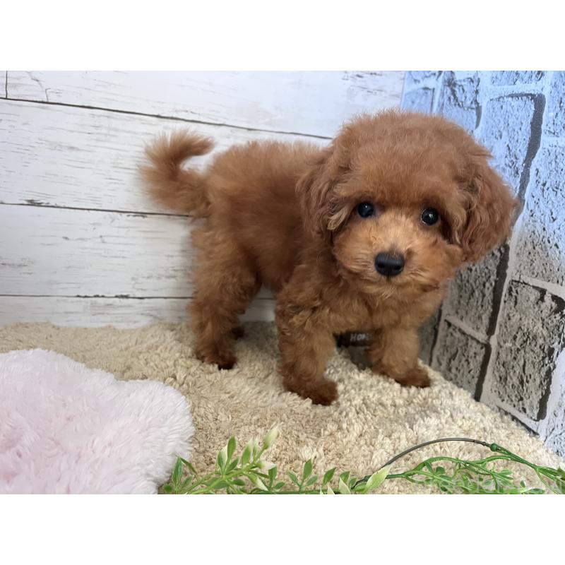 販売中の福岡県のトイプードル-415751の5枚目