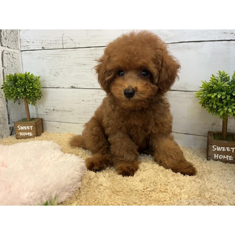 販売中の福岡県のトイプードル-415751の4枚目