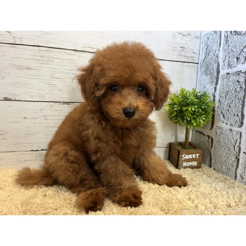 販売中の福岡県のトイプードル-415751の3枚目