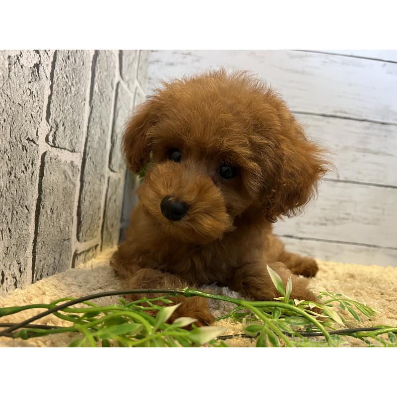 販売中の福岡県のトイプードル-415751の2枚目